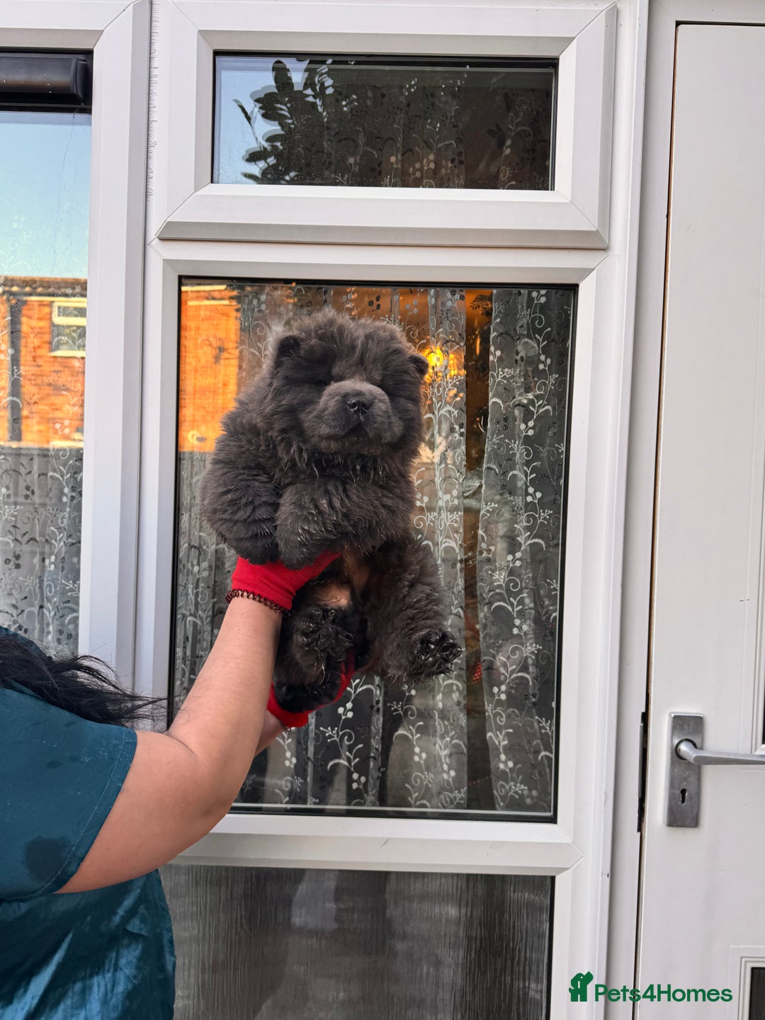 Chow Chow dogs for sale: Chow chow puppies  - Advert 3