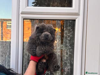 Chow Chow dogs Chow chow puppies - Advert 1