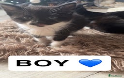 Domestic Shorthair cats for sale: 2 domestic shorthair kittens for sale! - Advert 2