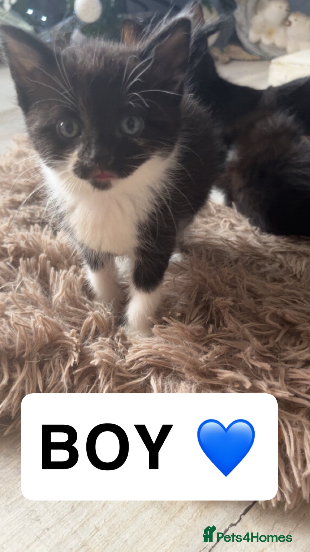 Domestic Shorthair cats for sale: 2 domestic shorthair kittens for sale! - Advert 2