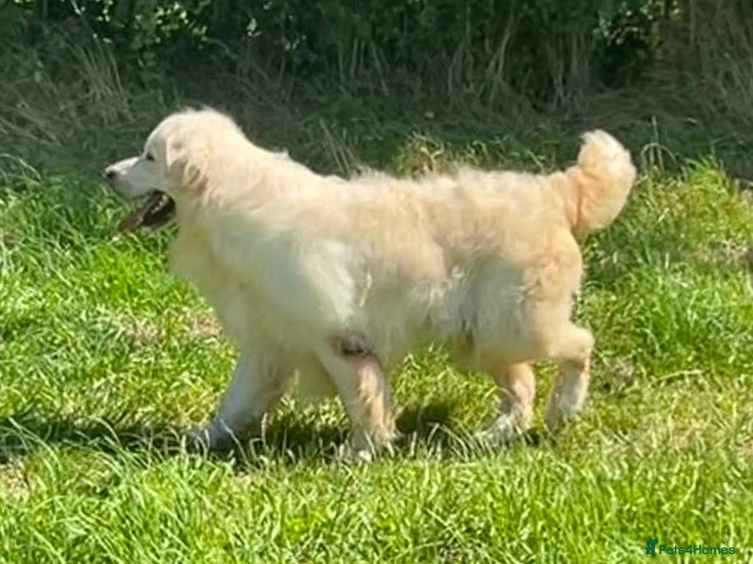 Golden Retriever dogs for sale: KC REG CREAM PUPS HEALTH TESTED PARENTS  - Advert 2