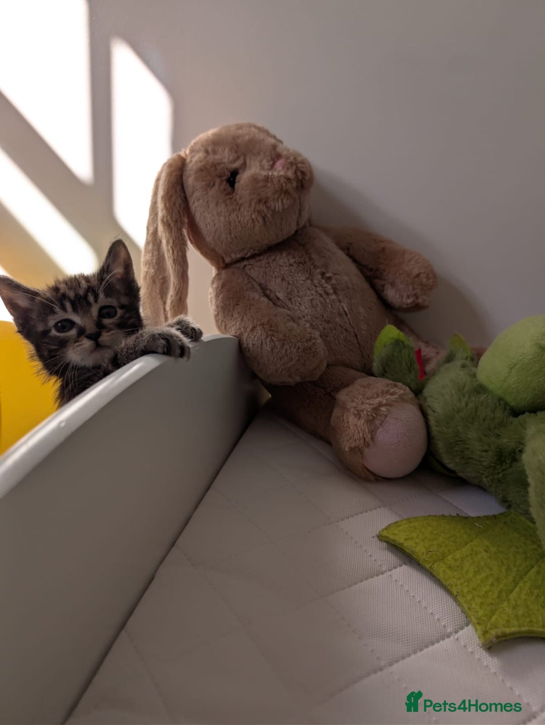 British Shorthair cats for sale: Beautiful British short hair  - Image 9