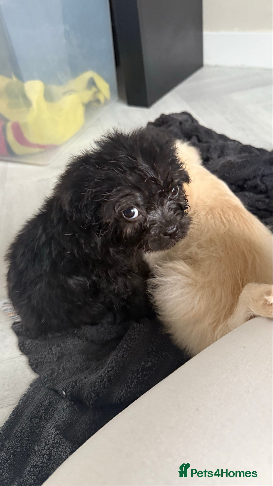 Mixed Breed dogs for sale: 6 fluffy frenchie cross puppies - Image 16
