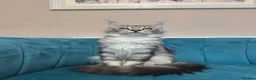 Maine Coon cats for sale: TICA Pedigree Registered Maine Coon Kittens - Advert 3