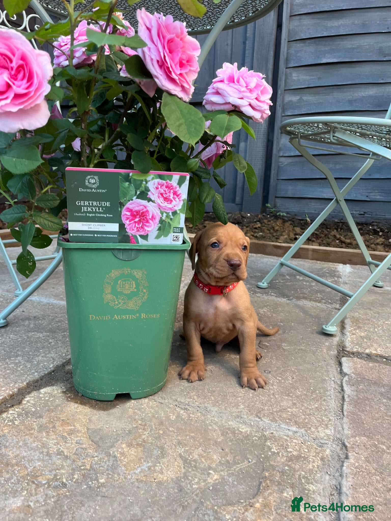Hungarian Vizsla dogs for sale: Championship Bloodline Pedigree Hungarian Vizsla - Advert 11