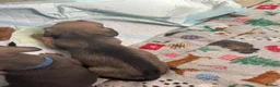 Mixed Breed dogs for sale: One boy remaining pug crossed dachshund  - Advert 5