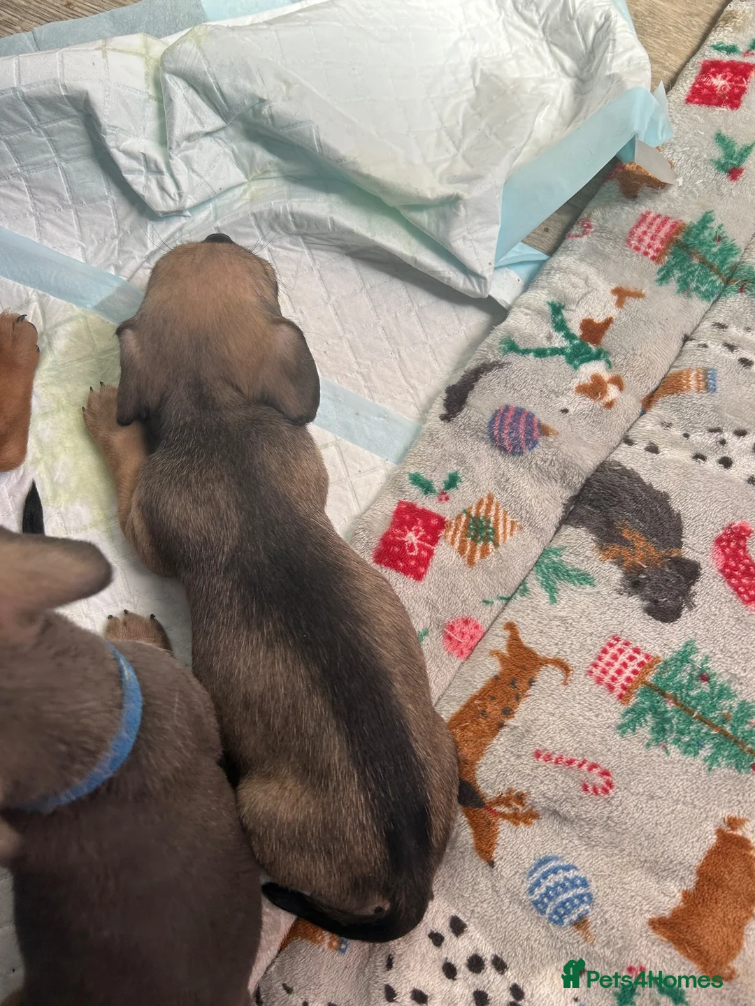 Mixed Breed dogs for sale: One boy remaining pug crossed dachshund  - Advert 5