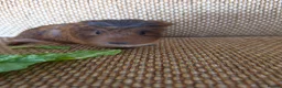 Guinea Pig rodents for sale: 2 girls rtl. - Advert 4