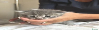 Girl kitten- grey 