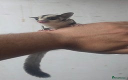 Sugar Glider rodents for sale: Baby Joey Sugar Gliders - Image 4