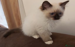 Ragdoll cats for sale: RAGDOLL SEAL POINT BLUE EYES READY NOW! - Image 20