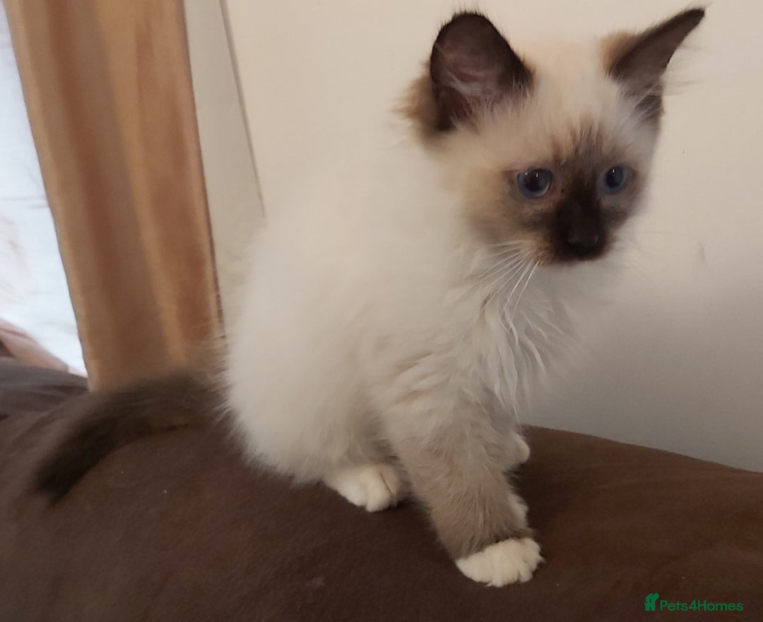 Ragdoll cats for sale: RAGDOLL SEAL POINT BLUE EYES READY NOW! - Image 20