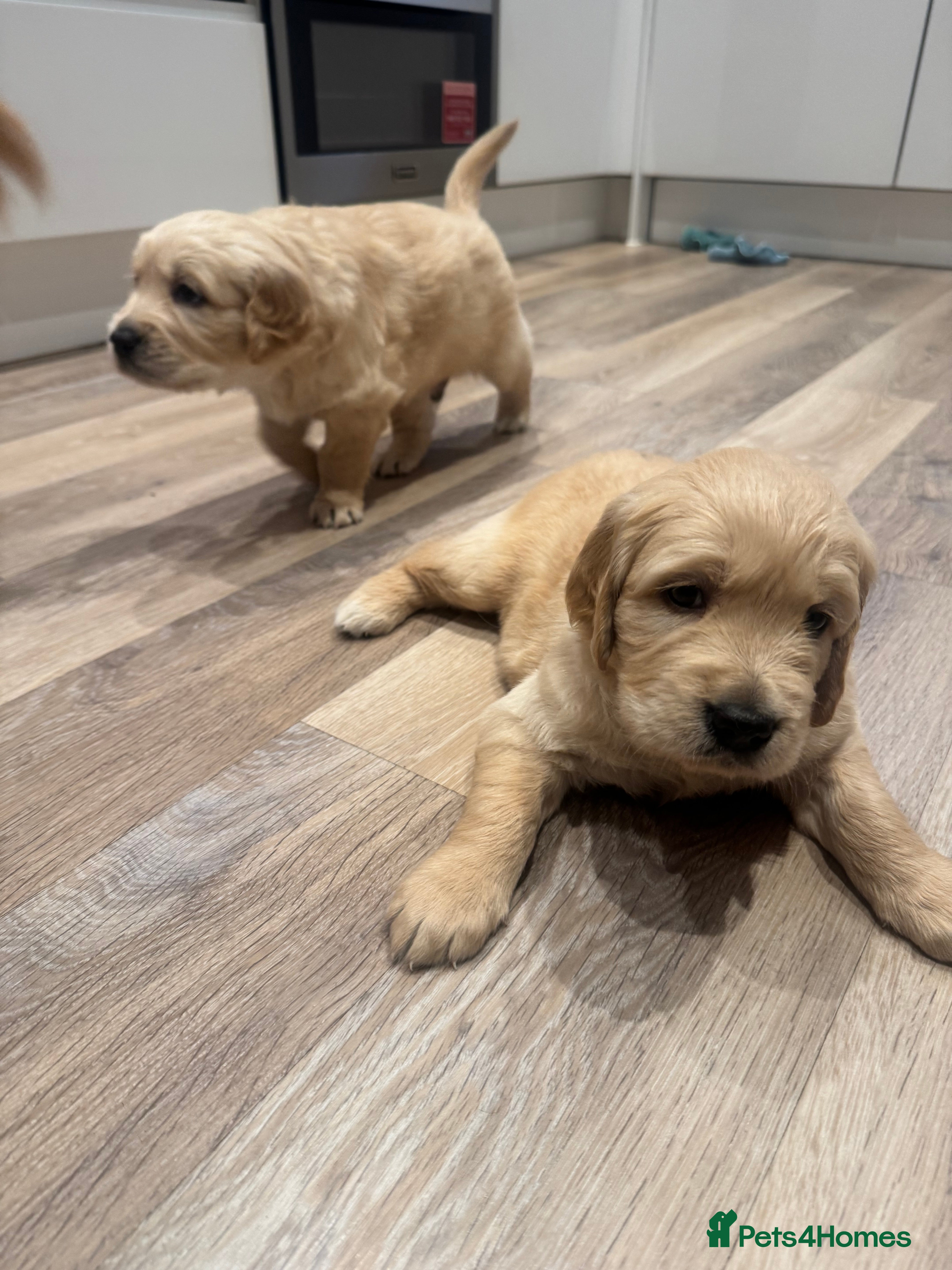 Golden Retriever dogs Beautiful KC registered Golden Retriever puppies - Advert 6