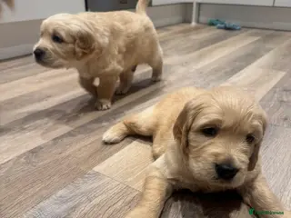 Golden Retriever dogs Beautiful KC registered Golden Retriever puppies - Advert 6