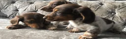Miniature Dachshund dogs for sale: Miniature long haired dachshund READY NOW - Advert 8