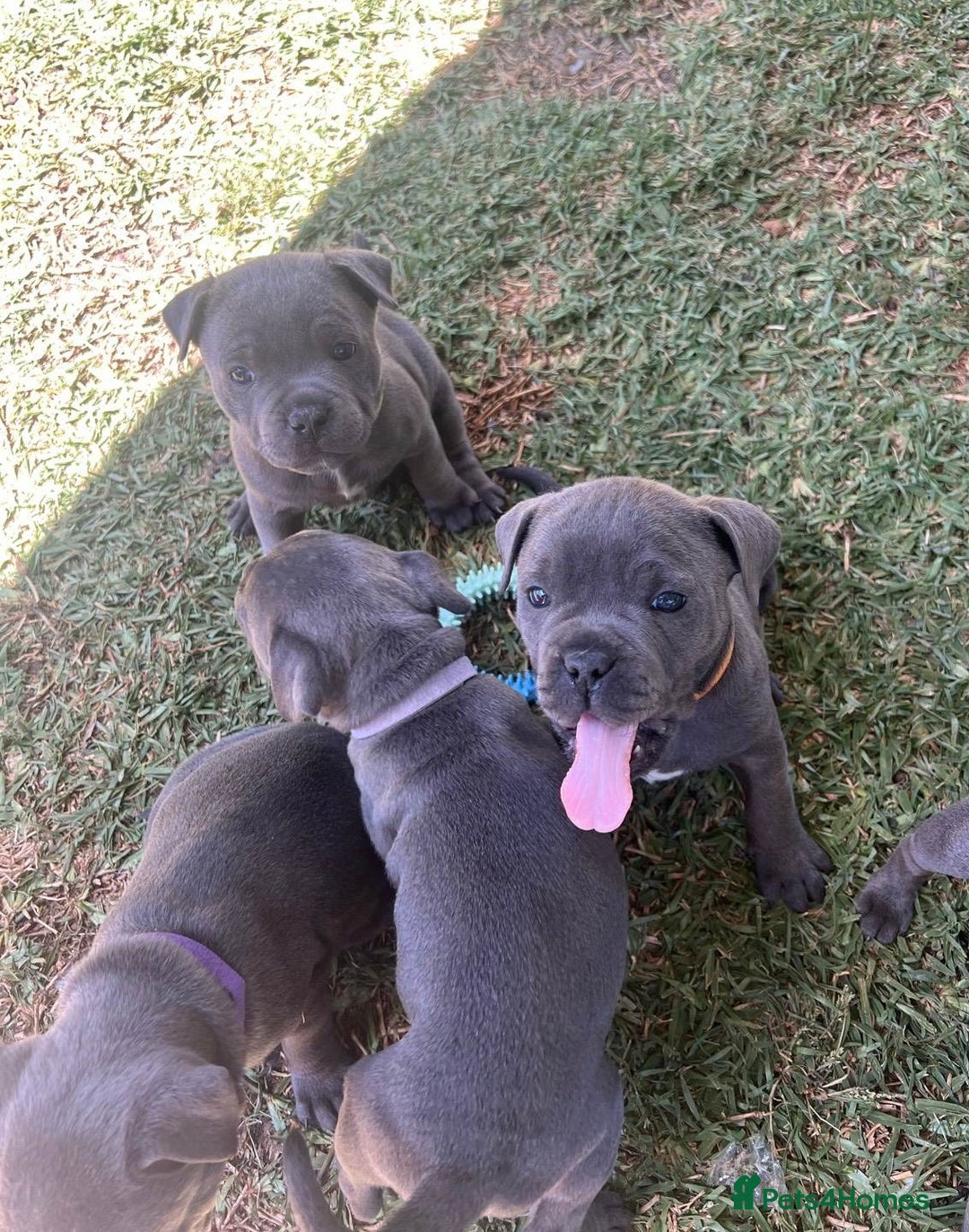 Staffordshire Bull Terrier dogs for sale: Honest lovx Blueish Staffys for everyone - Advert 8