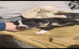 Mixed Breed dogs for sale: 1 puppy left, beautiful little girl 🩷🩷🩷 - Advert 17