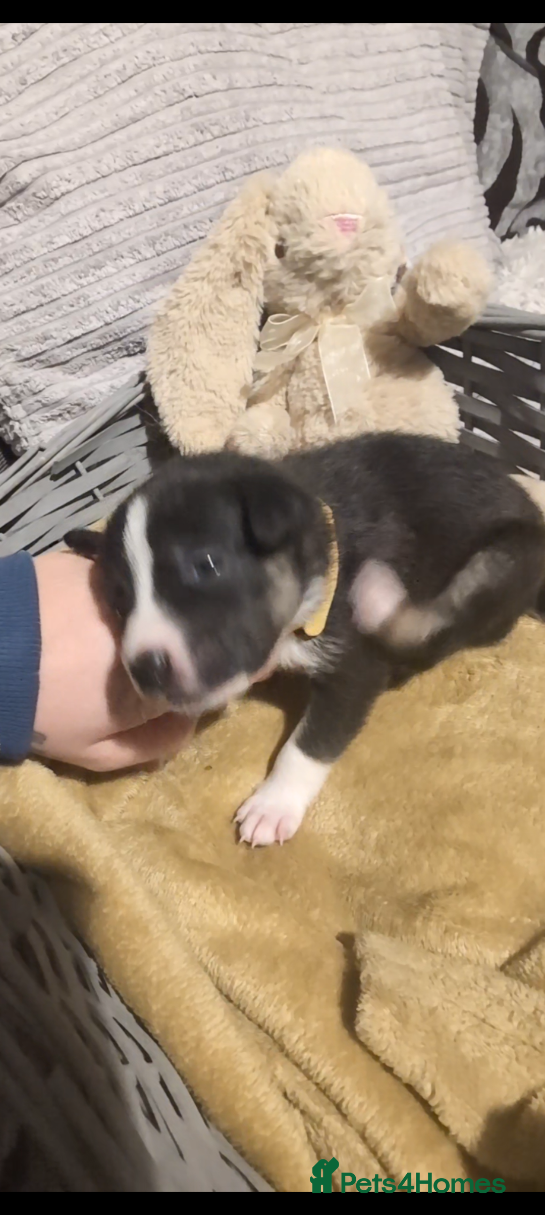 Mixed Breed dogs for sale: 1 puppy left, beautiful little girl 🩷🩷🩷 - Advert 17