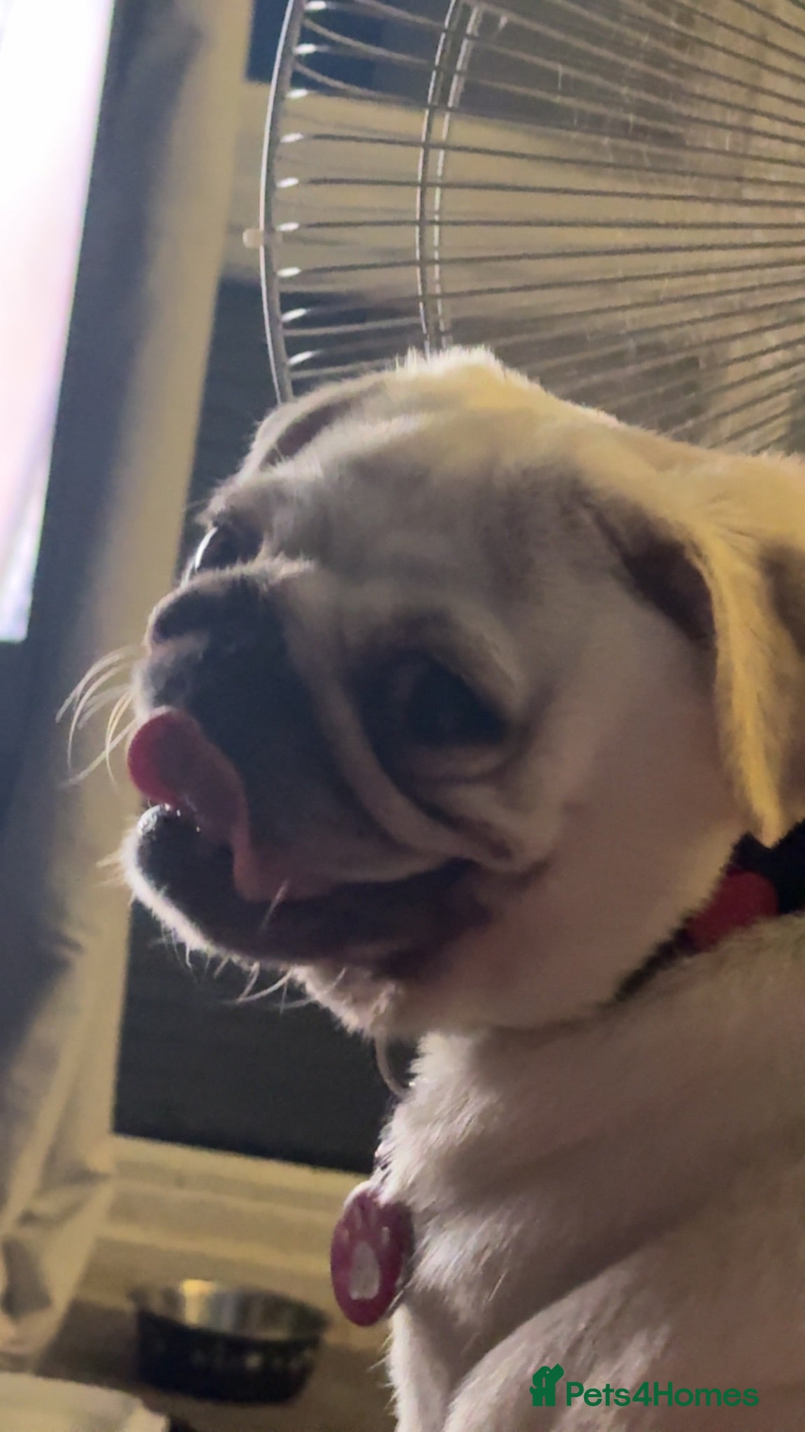 Pug dogs My is pip - Advert 3