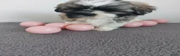 Shih Tzu dogs for sale: Beautiful Shih Tzu Puppies 💛💚❤️🩷 - Advert 11