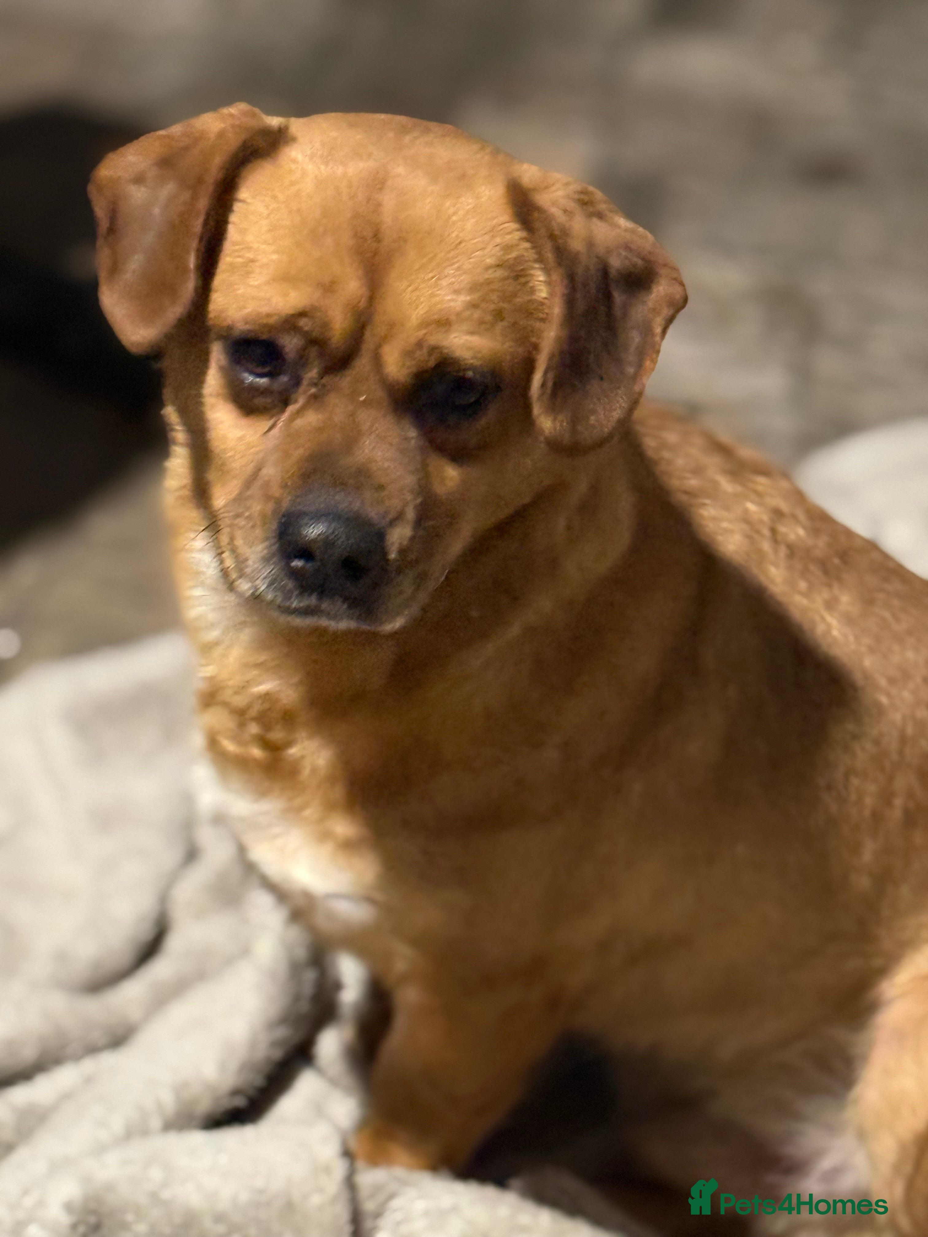 Mixed Breed dogs Richie Looking For a Family  - Advert 2