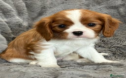 Cavalier King Charles Spaniel dogs for sale: Health Tested cavalier puppies  - Image 11