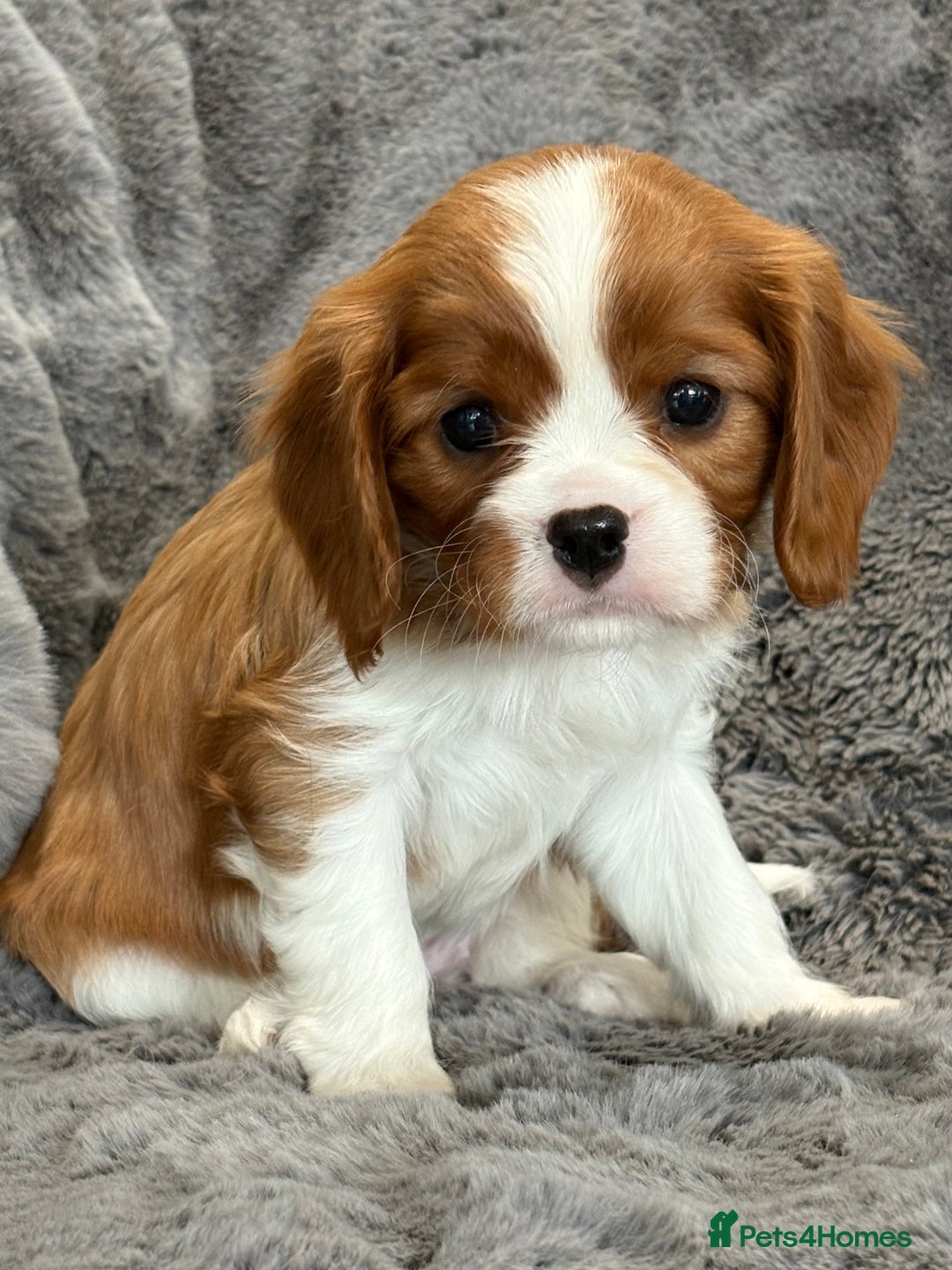 Cavalier King Charles Spaniel dogs for sale: Health Tested cavalier puppies  - Image 11