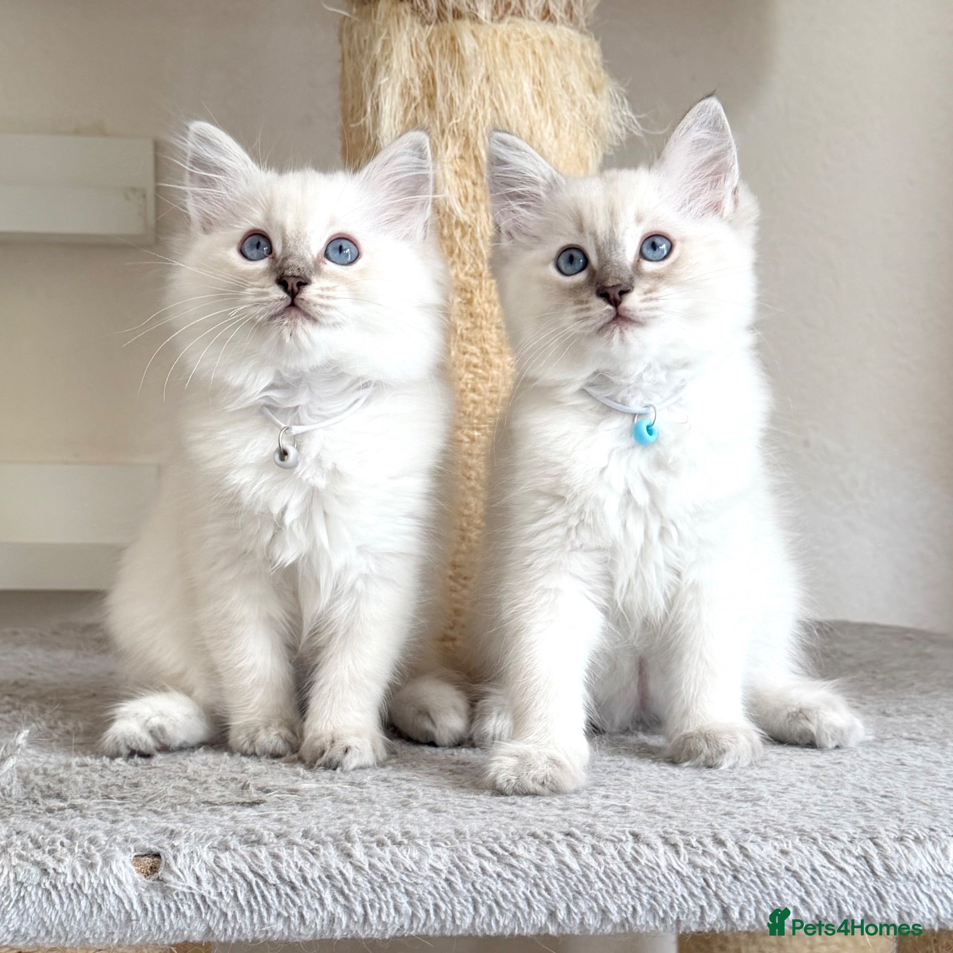 Ragdoll cats 1 Boy & 1 Girl Left - TICA Registered - Advert 1