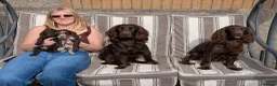 Cockapoo dogs for sale: Chocolate Merle Cockerpoos in Frizington - Advert 11