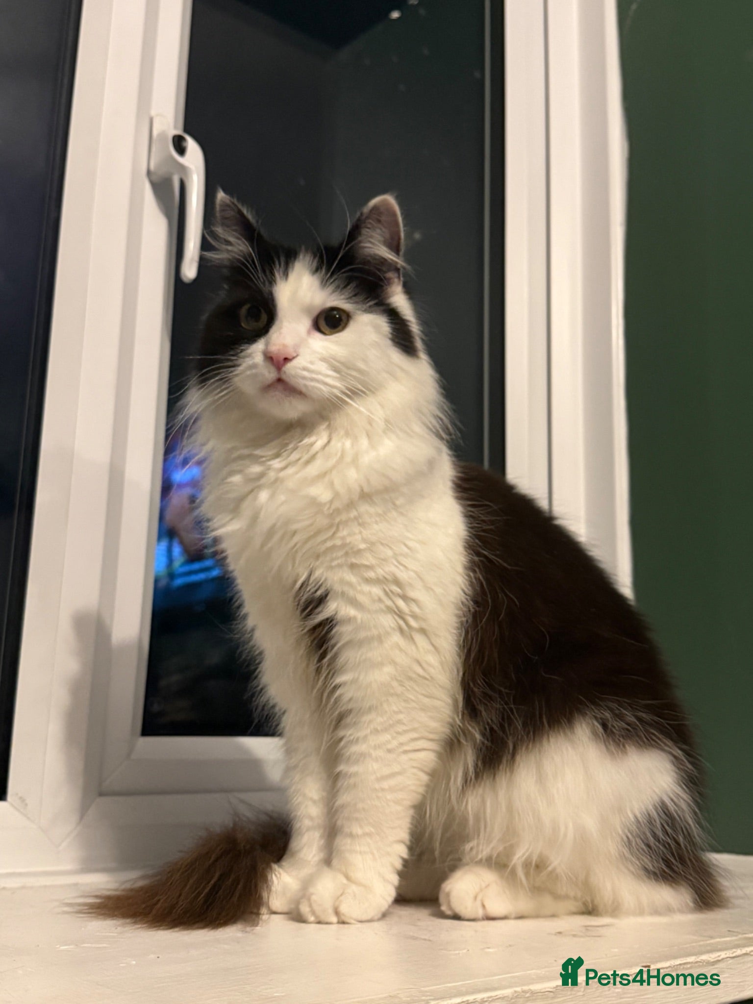 Mixed Breed cats Cat Needing New Home - Advert 11