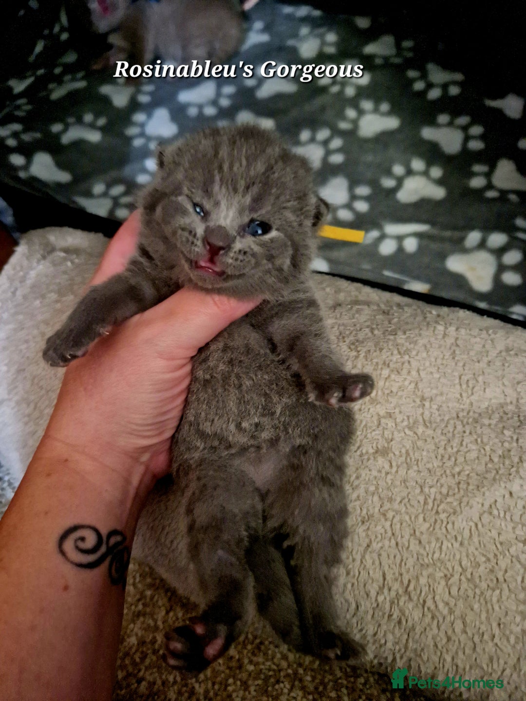 British Shorthair cats for sale:  Gccf British shorthair kittens champion lines 🏆 - Advert 10