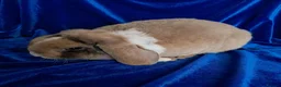 Rex rabbits for sale: Mini rex baby and plush lop adult - Advert 14