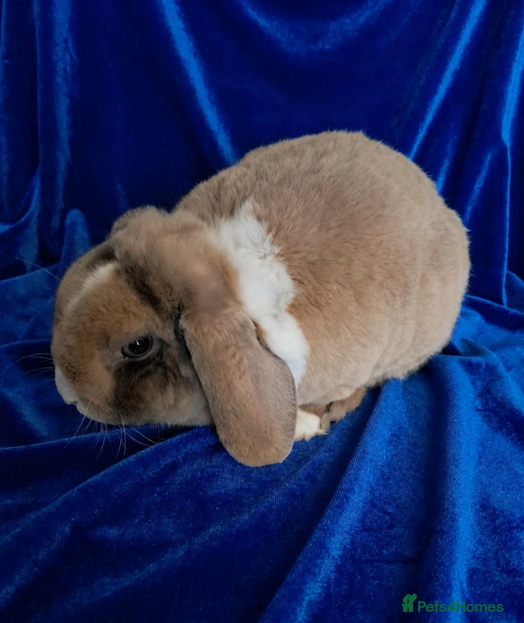 Rex rabbits for sale: Mini rex baby and plush lop adult - Advert 14