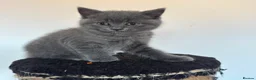 British Shorthair cats for sale:     British Shorthair Kittens – 3 Beautiful Girls - Advert 12