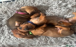 Dachshund dogs for sale: Beautiful dachshund puppies  - Image 26