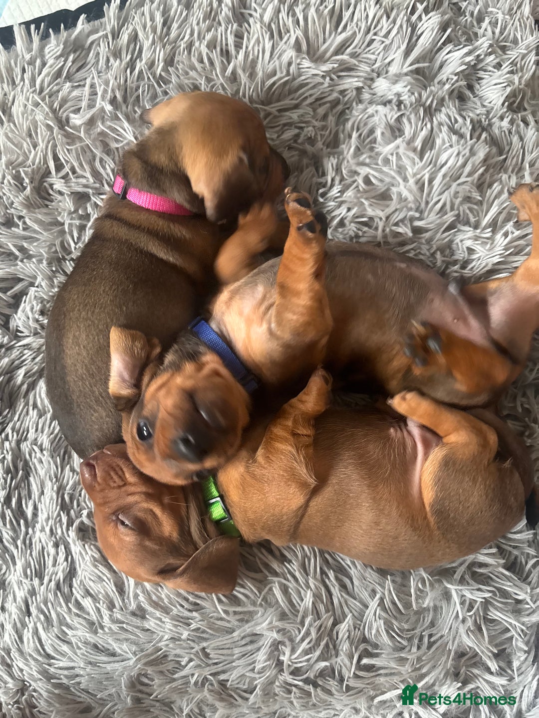 Dachshund dogs for sale: Beautiful dachshund puppies  - Image 26