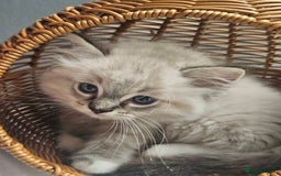Ragdoll cats for sale: Stunning registered seal tabby ragdoll GC lines - Image 9