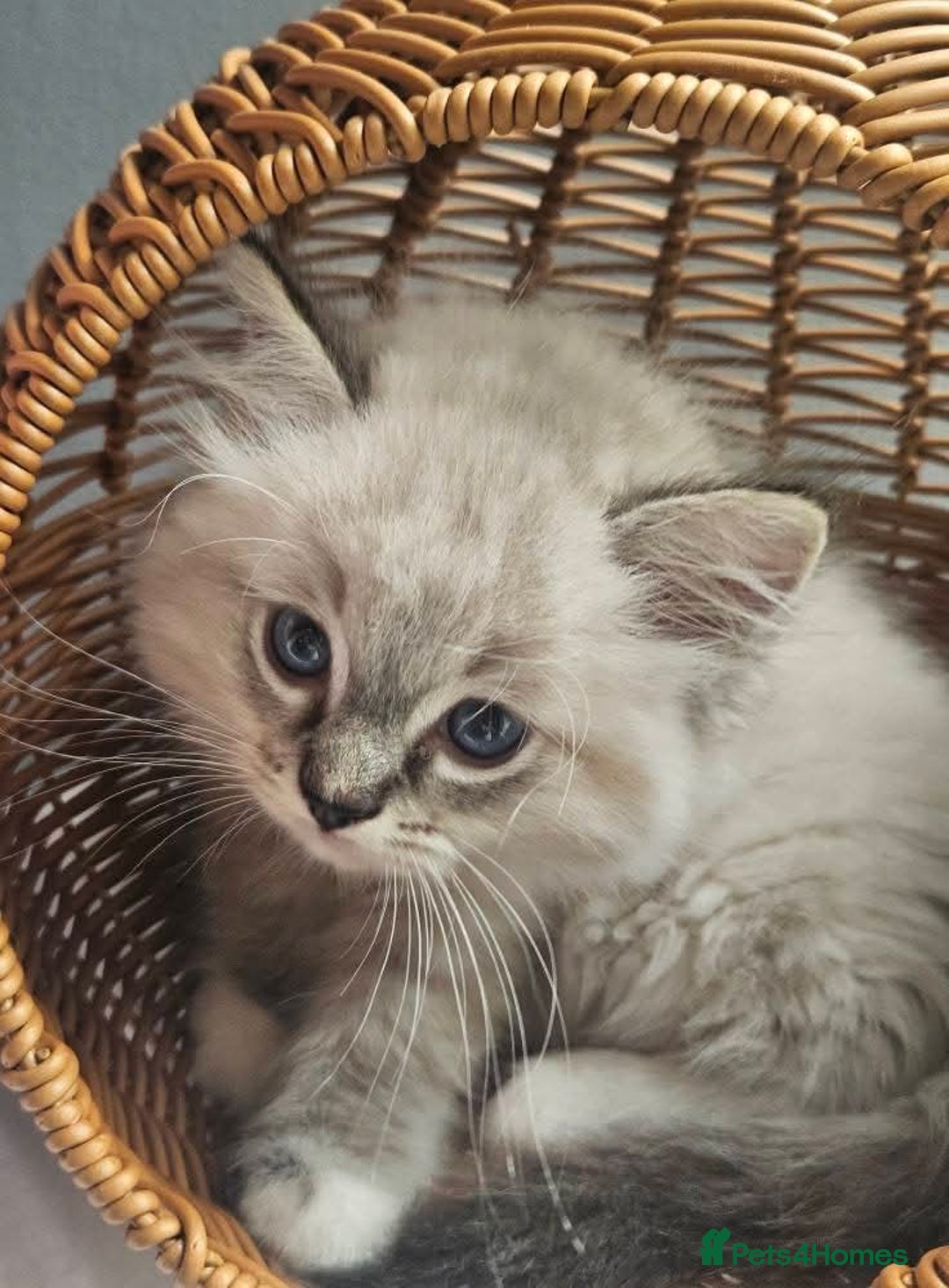 Ragdoll cats for sale: Stunning registered seal tabby ragdoll GC lines - Image 9
