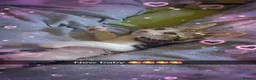 Domestic Shorthair cats for sale: Two female kittens for rehoning - Advert 1