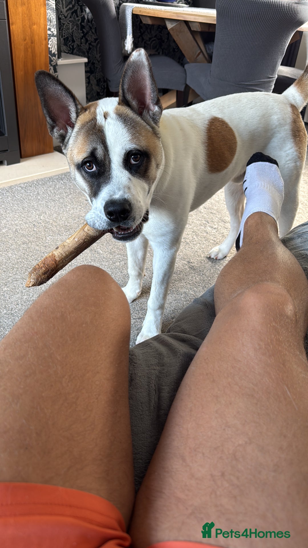 Mixed Breed dogs for sale: 9 month old Akita x puppy - Image 2