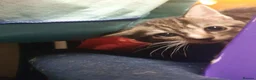 British Shorthair cats for sale: 3 British Shorthairs for sale - Advert 3