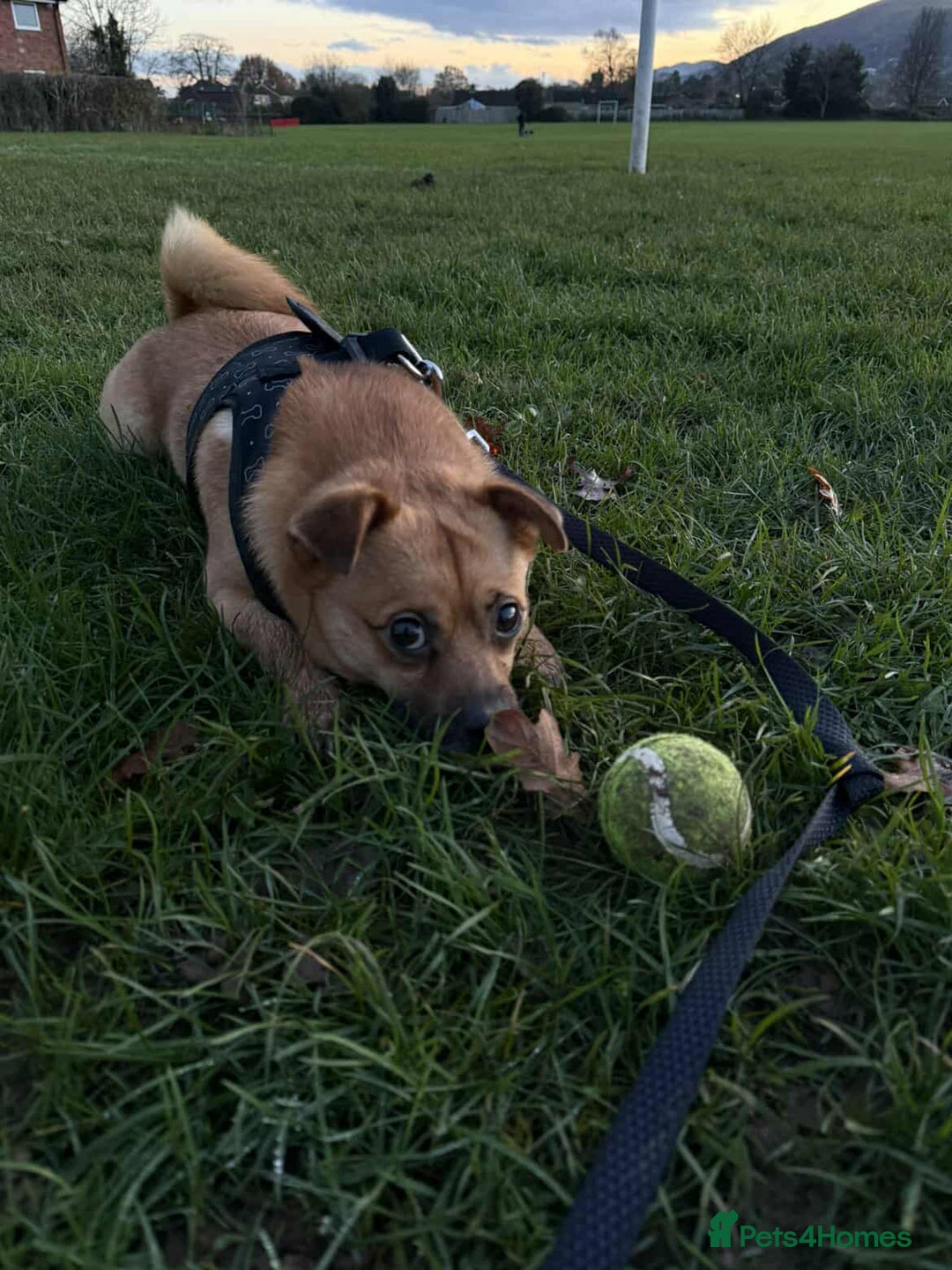 Mixed Breed dogs for adoption: TED   - Advert 7