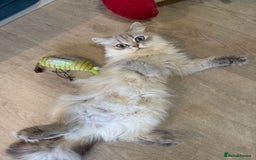 British Longhair cats for sale: Beautiful Kitten available - Image 3