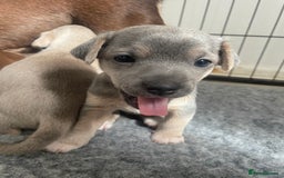 Jack Russell dogs for sale: 🐾 Miniature Jack Russell Puppies 🐾 - Image 14