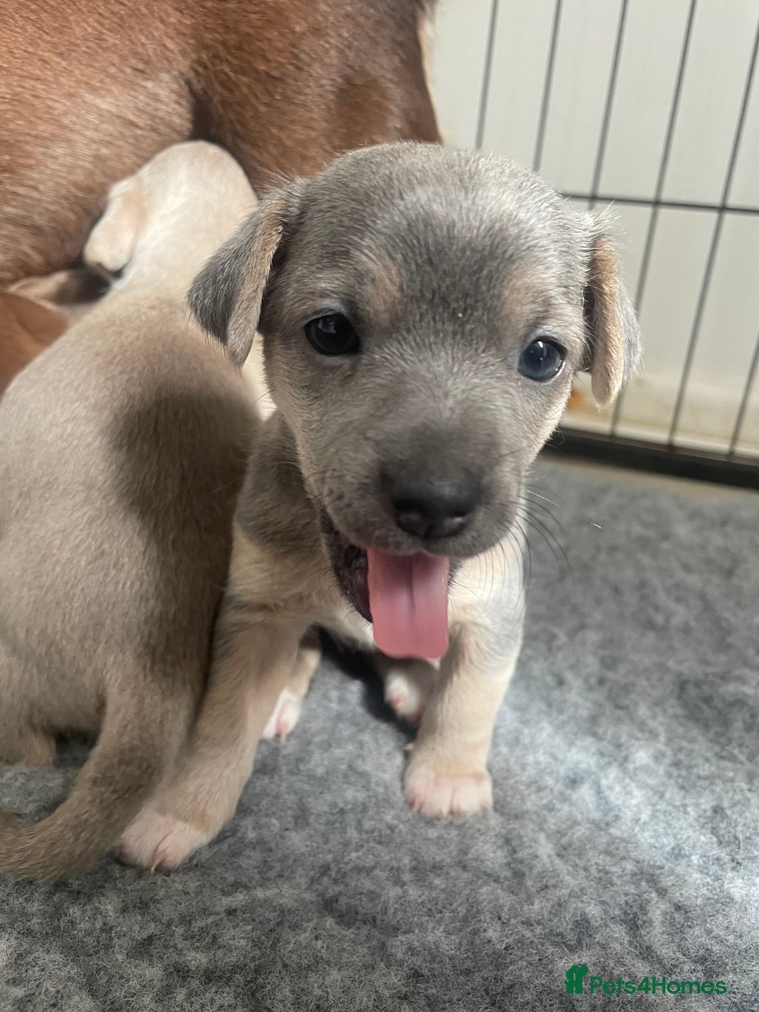 Jack Russell dogs for sale: 🐾 Miniature Jack Russell Puppies 🐾 - Image 14