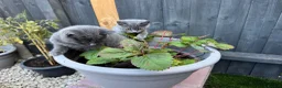 Mixed Breed cats for sale: Mixed British Shorthair  - Advert 6