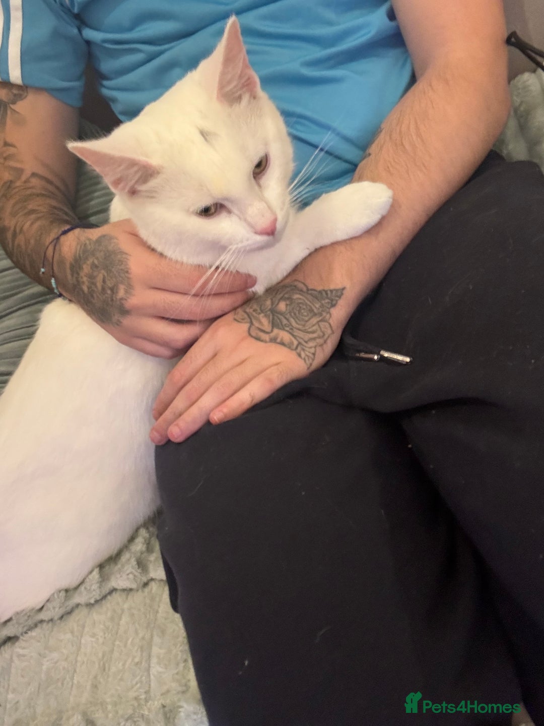 British Shorthair cats for sale: Needs to be rehomed  - Image 1