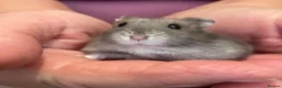 Hamster rodents for sale: Baby Winter White Russian hamsters (pure bred). - Advert 7