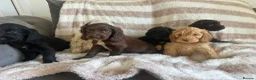 Cocker Spaniel dogs for sale: Beautiful Cocker spaniel pups  - Advert 8