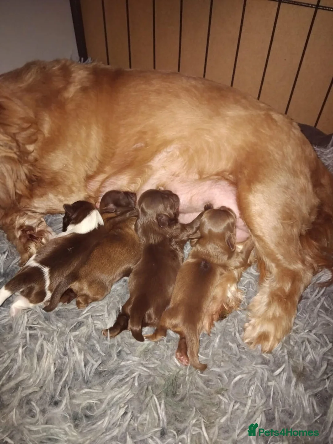 Shih Tzu dogs for sale: Beautiful imperial shih tzu babies  - Advert 2